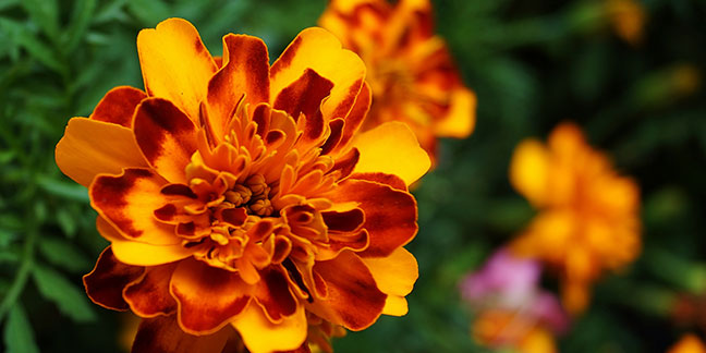  Feast of the Annunciation: Celebrate by planting marigolds